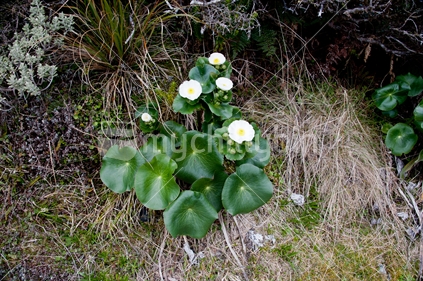 Mount Cook Lily Plant, Routeburn Track