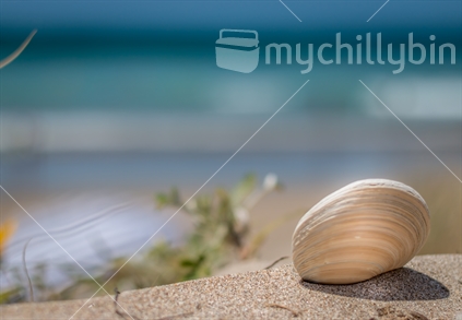 Shell in sand, with Whangamata Beach in the background