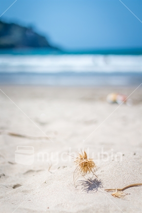 View of Whangamata beach with ocean in the Background (Focus tumbleweed)