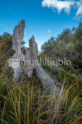 Native bush / Landscape including a decaying stump in Kauaeranga Valley, Coromandel