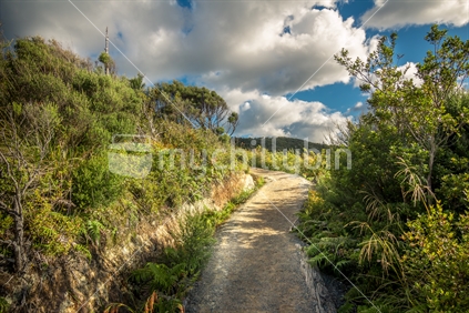 Pathway up walking track in Kauaeranga Valley, Coromandel.