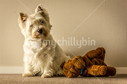 West Highland White Terrier - sitting next to soft toy curiously looking at camera