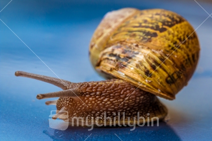 Closeup detail of a NZ Garden snail on a blue background