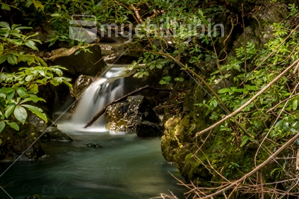 Waterfall in dense bush in Kaikoura