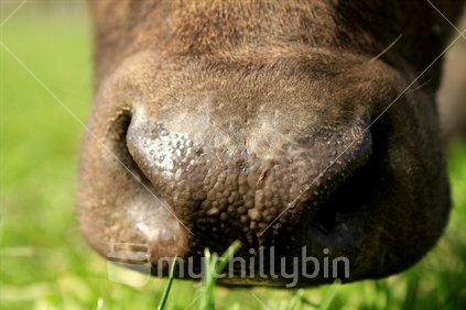 Closeup cow's nose