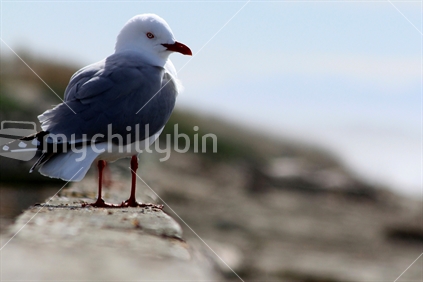Seagull, beach scene