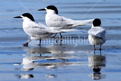 White-fronted tern in water at beach