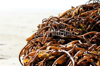 Seaweed pile on the beach