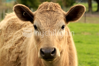 Cow facial shot