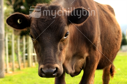 Cow closeup, at a low angle.