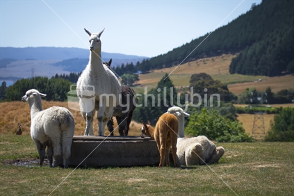 Alpacas in Alpaca farm in New Zealand.