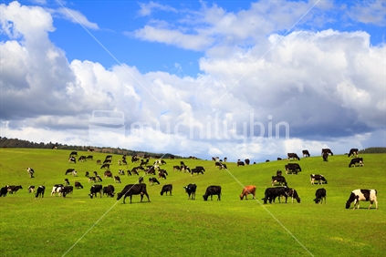 Livestock in north island of New Zealand