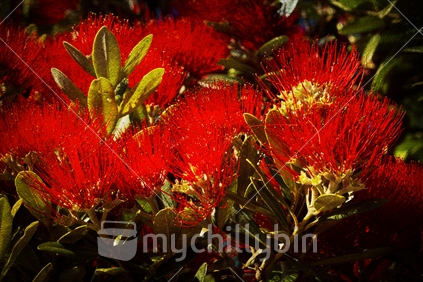 New Zealand Pohutukawa, also known as the New Zealand Christmas Tree.
