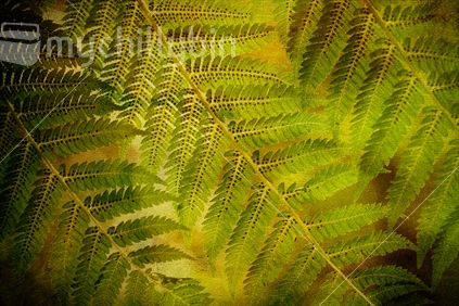 Top face of Silver fern leaves found on a beautiful walk through the forest at Pelorus Bridge, Marlborough.