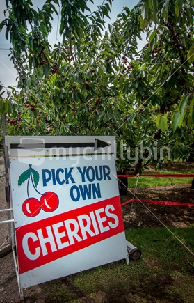 'Pick your own cherries' in Marlborough
