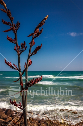 Flax bush with a New Zealand beach in the background