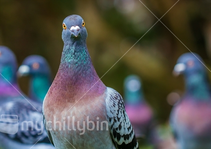 Curious pigeon amongst its flock