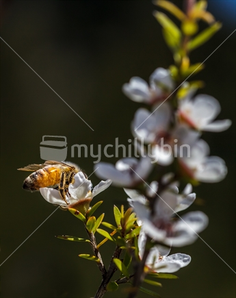 New Zealand honey bee pollinating native manuka flowers