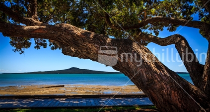 Rangitoto Island with a native pohutukawa tree in the foreground