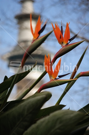 Bird of paradise flowers with the Auckland Sky Tower.