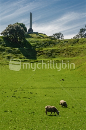 Sheep grazing in Cornwall Park.