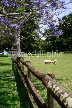 Sheep grazing during early summer in Cornwall Park.