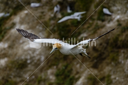 An Australasian gannet coming in to land during nesting season at the Muriwai colony.