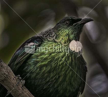 Close up image of a native tui perching on a branch, with blurred green background (high ISO)