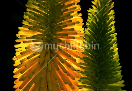Close up of two poker plant flowers caught by a ray of sun, making the flowers glow.