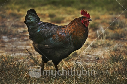 A rooster strutting around the farmyard