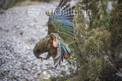 Taken on a drive through Arthurs Pass. These Kea's were overly tame but would try and destroy the rubber seals on our car. That being said, they're still beautiful birds (raised ISO image)