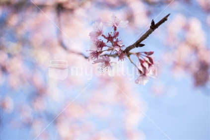 Spring cherry