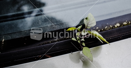 Car and plants
