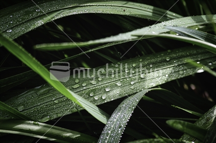 Dew on blades of grass