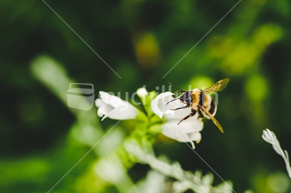Bee kissing flower Auckland Botanical Garden