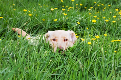 Labrador Dog in the Tall Grass