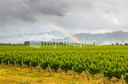 Blenheim Rainbow, Clouds, and foreground Vines 