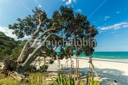 Pohutakawa tree and flax at a Coromandel beach