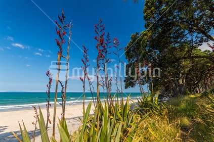 Flax in flower at the beach