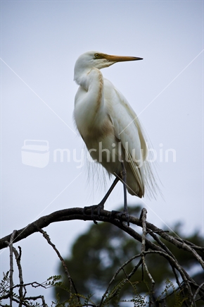 The White Heron, or Kotuku is a rare New Zealand bird found on the west coast of the south island, it is sacred in the Maori culture.