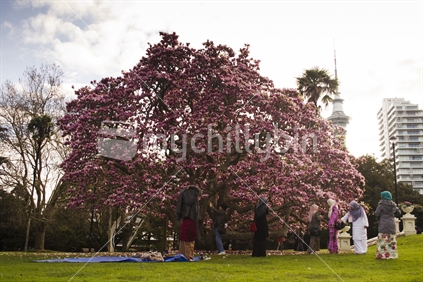 People enjoy the Blossoms in Albert Park, Auckland.