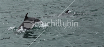 The head of the dolphin popped up quite near the boat.