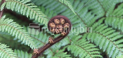 Silver Fern unfolding (with natural 3D effect from limited depth of field)