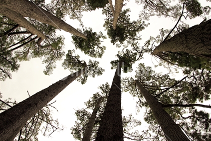 Looking up at pines.