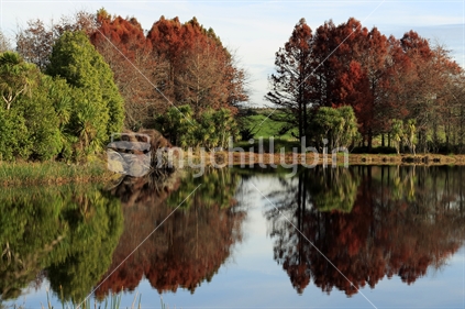 Trees reflected in Lake D, Horsham Downs, Waikato, New Zealand.