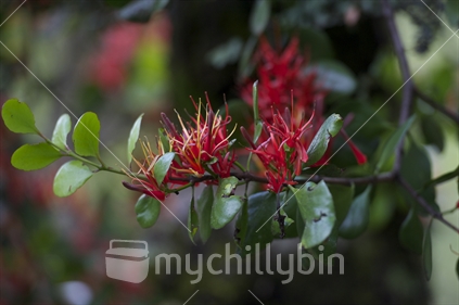 Native 'mistletoe' in the bush