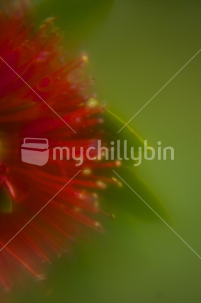 Artistic treatment of a Pohutukawa flower against a green background