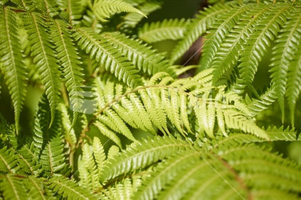 Closeup of young green fern fronds