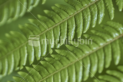 Macro closeup of silver fern / ponga leaves