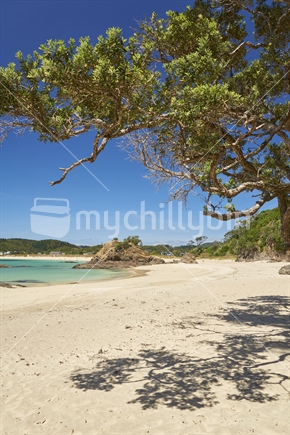 Matapouri Bay - white sand and shade under Pohutukawa tree, Tutukaka Coast, Northland